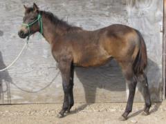 Paddys Gin Mocha JW<br>AQHA 5608168